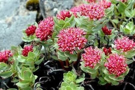 Rhodiola Pink για να προετοιμάσει την αποτελεσματικότητα του βάμματος