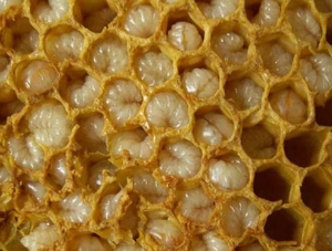Τα προϊόντα της μέλισσας